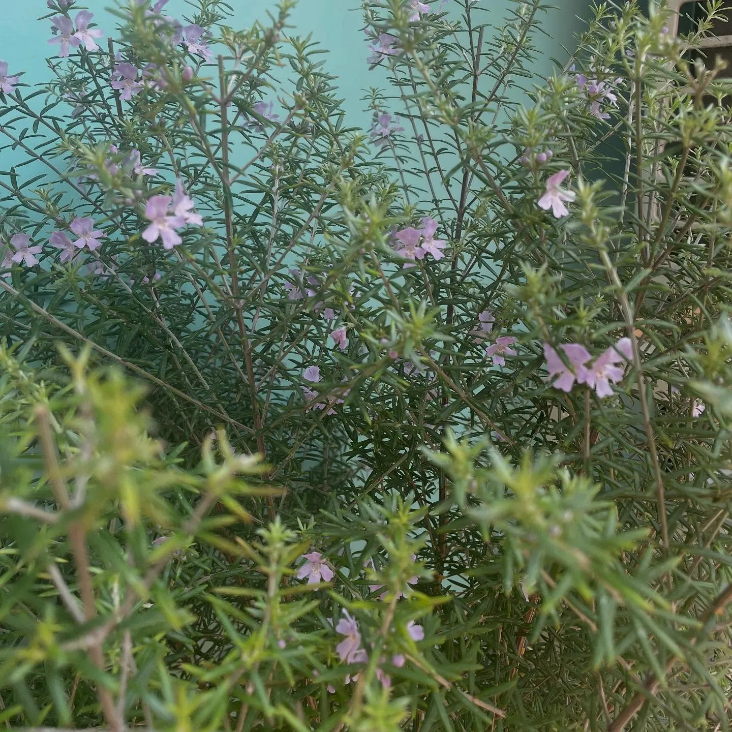 【5月営業予定】